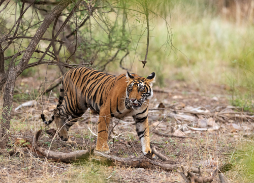 Ranthambore Tiger Safari